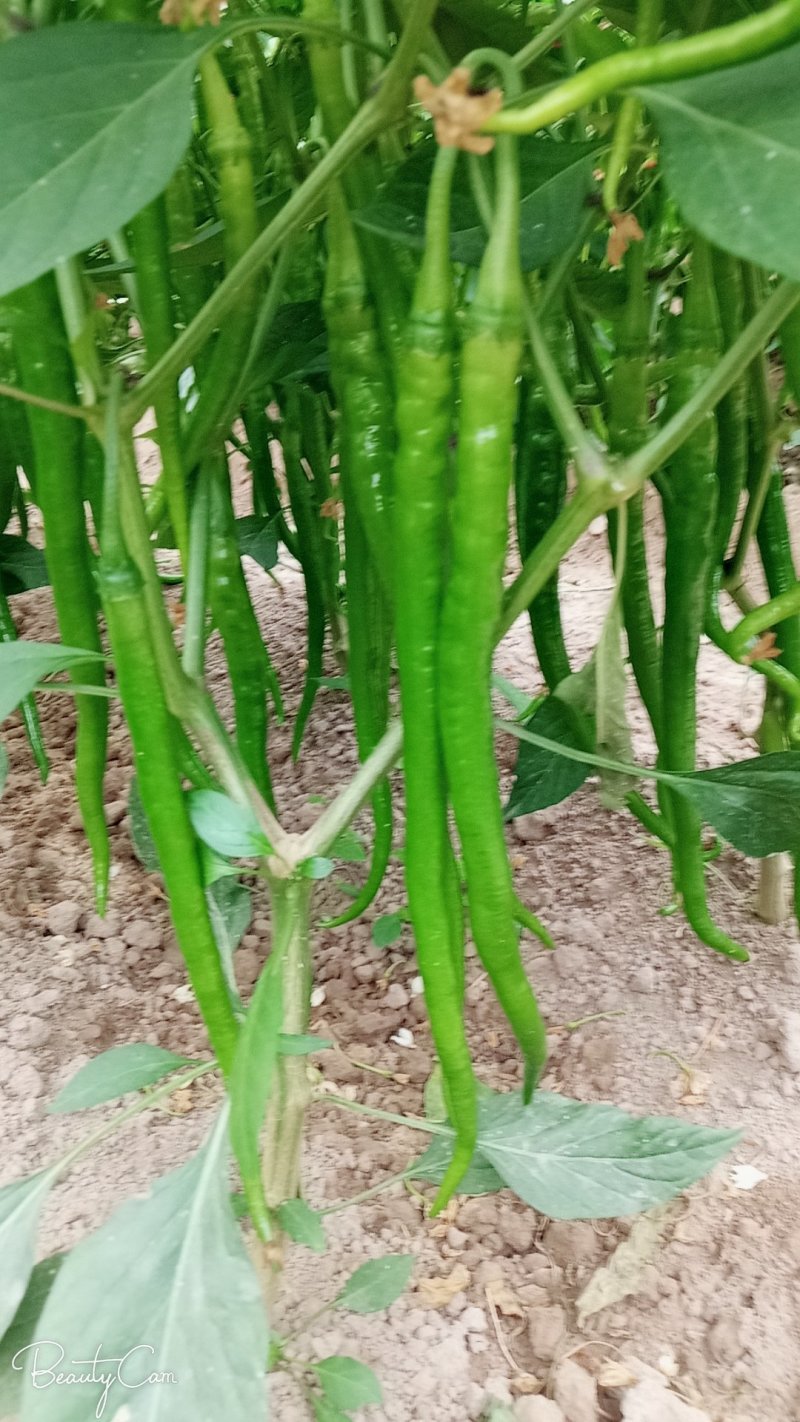 海南线椒基地供应一手货源，视频看货，对接商超市场电商