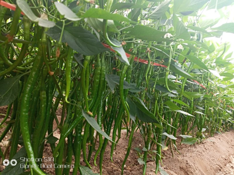 海南线椒基地供应一手货源，视频看货，对接商超市场电商