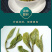 广西白茶白牡丹白茶早春花香茶汤鲜爽醇厚清香罐装75g