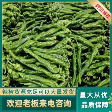 海南螺丝椒基地一手货源量大可优惠视频看货对接全国