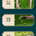炒青绿茶正宗广西特产浓香型新茶大叶种绿茶250g袋装