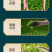 绿茶正宗大叶种绿茶浓香型炒青毛尖罐装150g/罐
