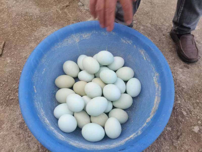 绿壳鸡蛋【金品鸡蛋】不做低端，送礼佳品，公司团购优惠