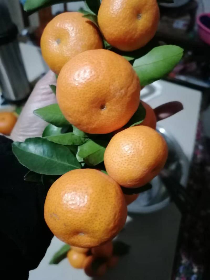 桂林精品砂糖橘，皮薄肉美，现货速发欢迎老板选购