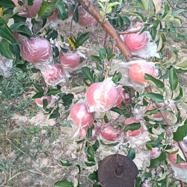 【热卖】精品苹果山西精品红富士苹果甜度高可视频看货