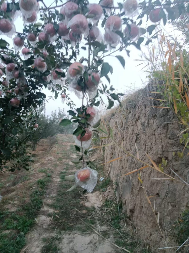 【热卖】精品苹果山西精品红富士苹果甜度高可视频看货