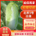 玉田大白菜北京三号菜支持各种包装
