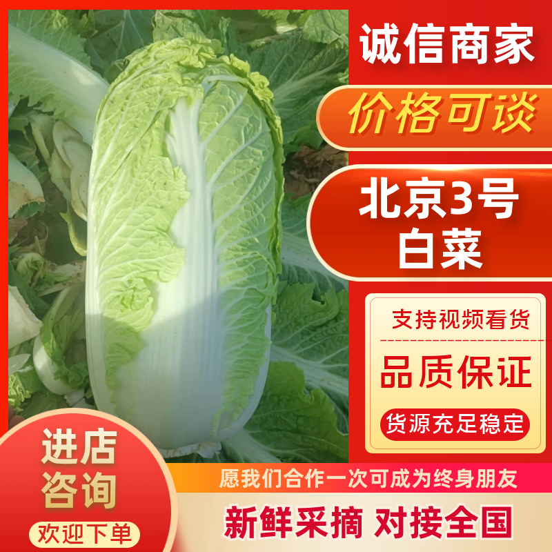 玉田大白菜北京三号菜支持各种包装