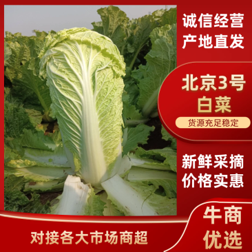北京三号菜产地直销价格便宜一毛走车
