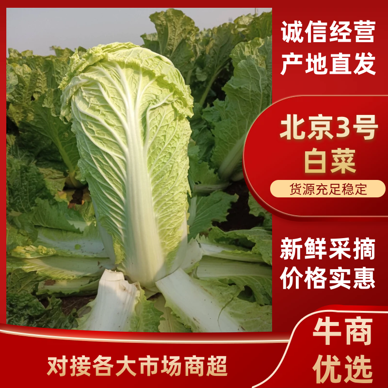北京三号菜产地直销价格便宜一毛走车