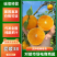 （降价了）四川橙子爱媛38脐橙，果园直采，可视频看货