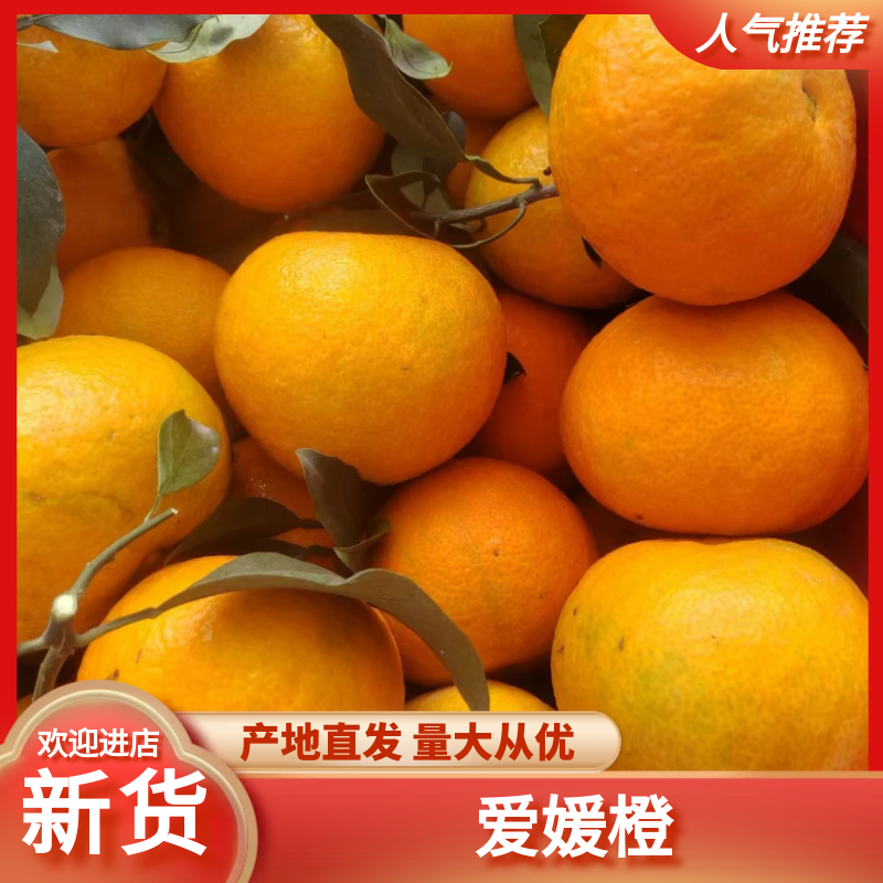 四川爱媛橙，大量现货供应，现摘现发，对接电商市场批发商