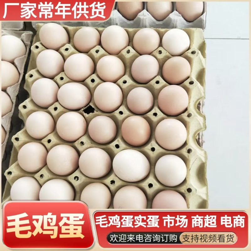 《毛鸡蛋实蛋》品质保证厂家直发对接全国可常年供应