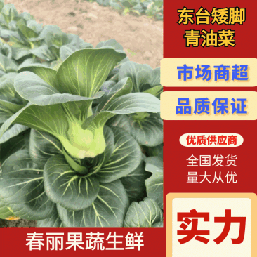 东台矮脚黑大头苏州青菜源头基地支持远程视频看货全国发货