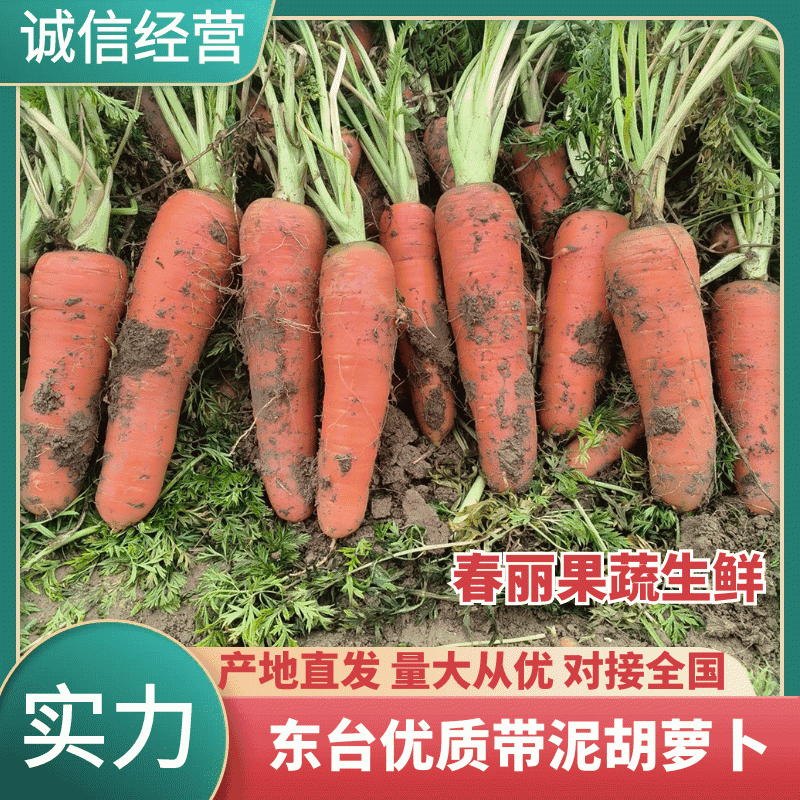 东台优质带泥胡萝卜源头基地直供可远程视频看货全国发货