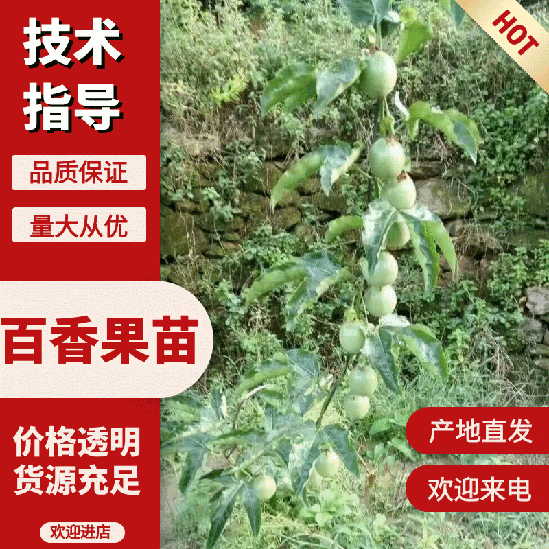 百香果苗基地直供一手货源品质保证欢迎采购欢迎来电