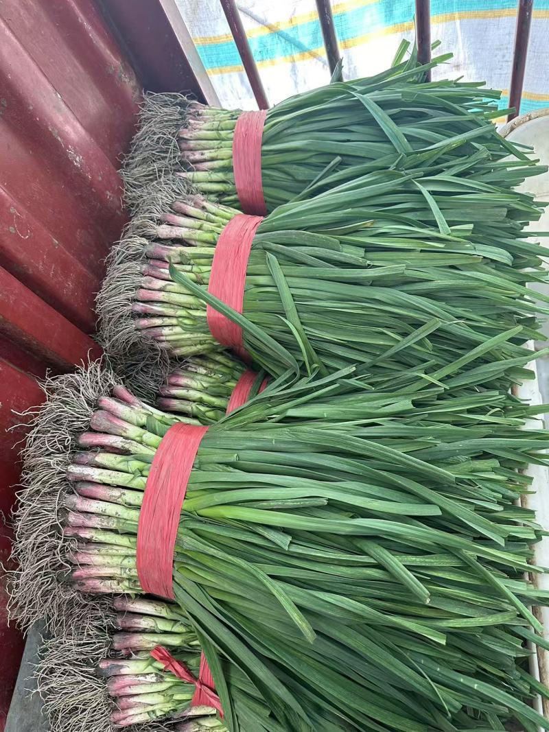 成都蒜苗大量上市产地直发可视频看货欢迎咨询