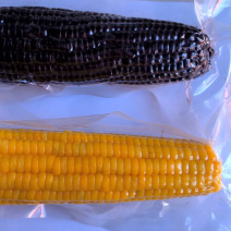 【样品冷冻玉米】包邮样品5根装各种规格好吃不贵欢迎下单