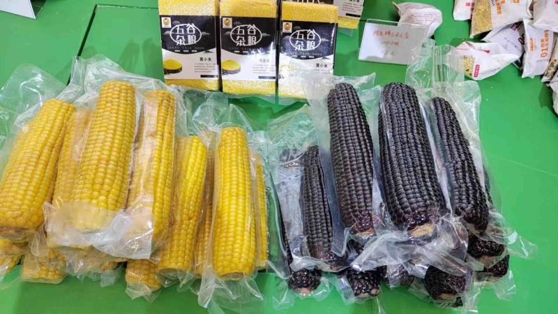 【样品冷冻玉米】包邮样品5根装各种规格好吃不贵欢迎下单