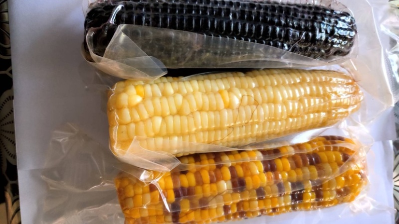 【样品冷冻玉米】包邮样品5根装各种规格好吃不贵欢迎下单