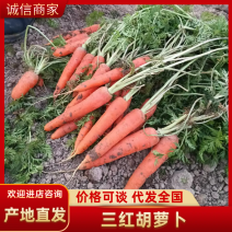 安徽胡萝卜三红胡萝卜产地直发品质保障对接全国