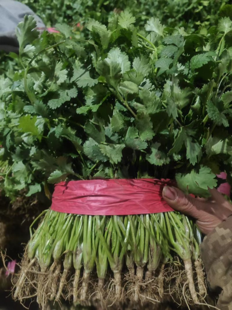 【优质大叶香菜】香菜产地直供质量保证诚信经营量大从优