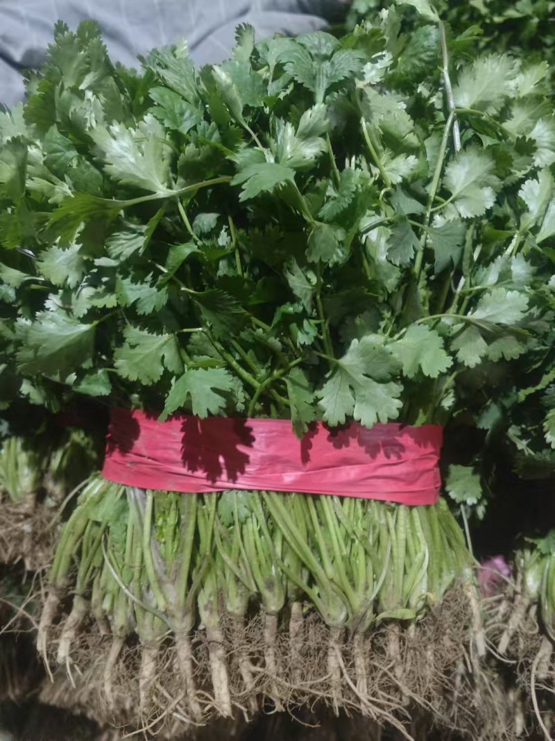 【优质大叶香菜】香菜产地直供质量保证诚信经营量大从优