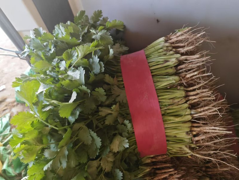 【优质大叶香菜】香菜产地直供质量保证诚信经营量大从优