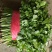 【优质大叶香菜】香菜产地直供质量保证诚信经营量大从优