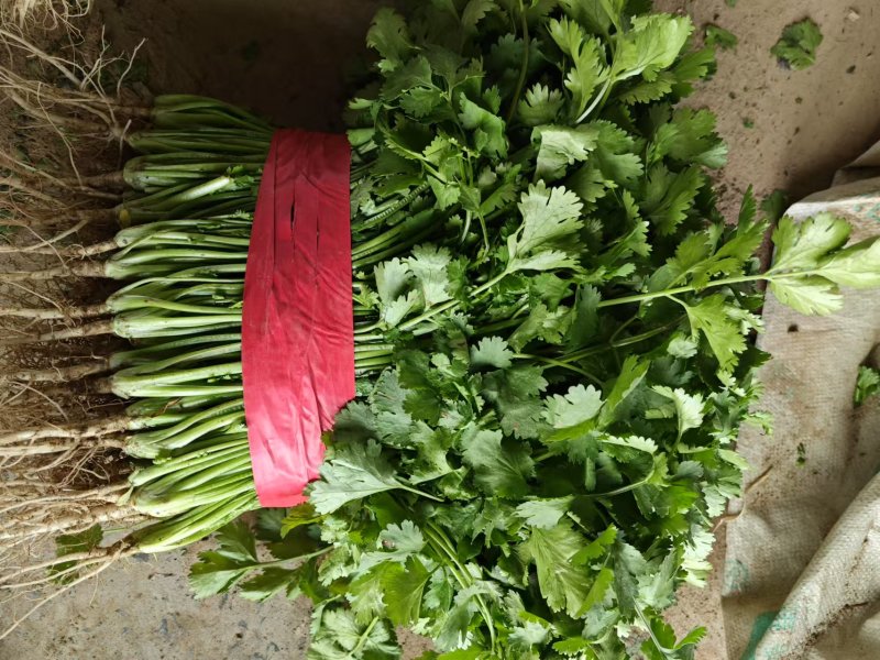 【优质大叶香菜】香菜产地直供质量保证诚信经营量大从优