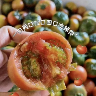 草莓柿子草莓西红柿酸甜可口产地一手货源量大从优