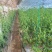 草莓柿子草莓西红柿酸甜可口产地一手货源量大从优