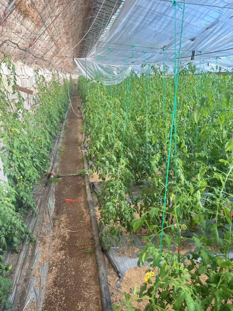 草莓柿子草莓西红柿酸甜可口产地一手货源量大从优
