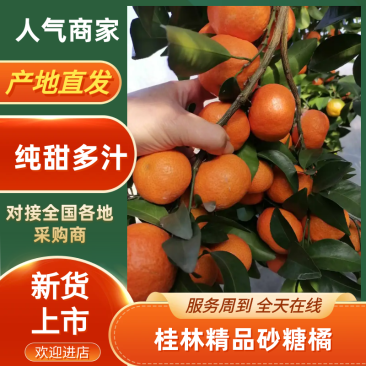 广西砂糖橘大量上市一手货源品质保证诚信经营欢迎咨询