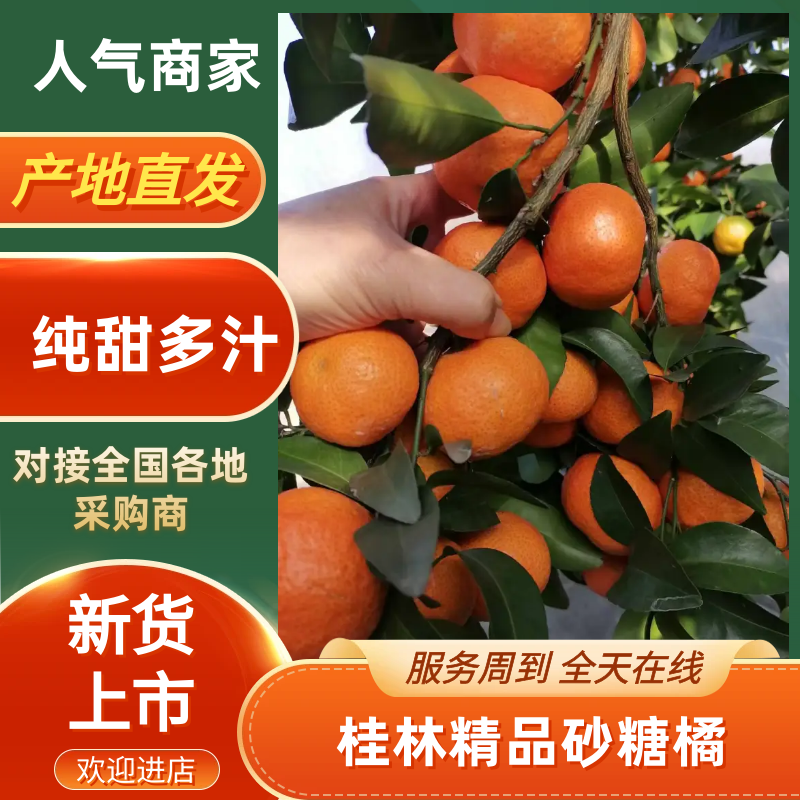 广西砂糖橘大量上市一手货源品质保证诚信经营欢迎咨询