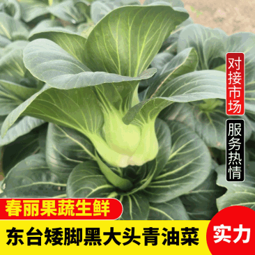 江苏东台原生态矮脚苏州青黑大头基地直供电商团购商超对接
