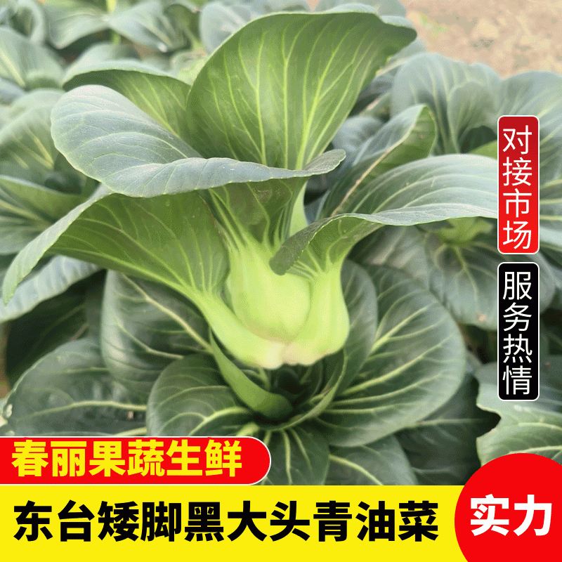 江苏东台原生态矮脚苏州青黑大头基地直供电商团购商超对接