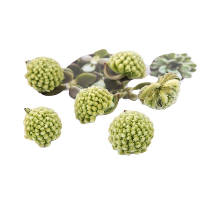 绿萝花茶批发新货西藏绿萝花散装花茶雪中情密蒙花藏绿萝
