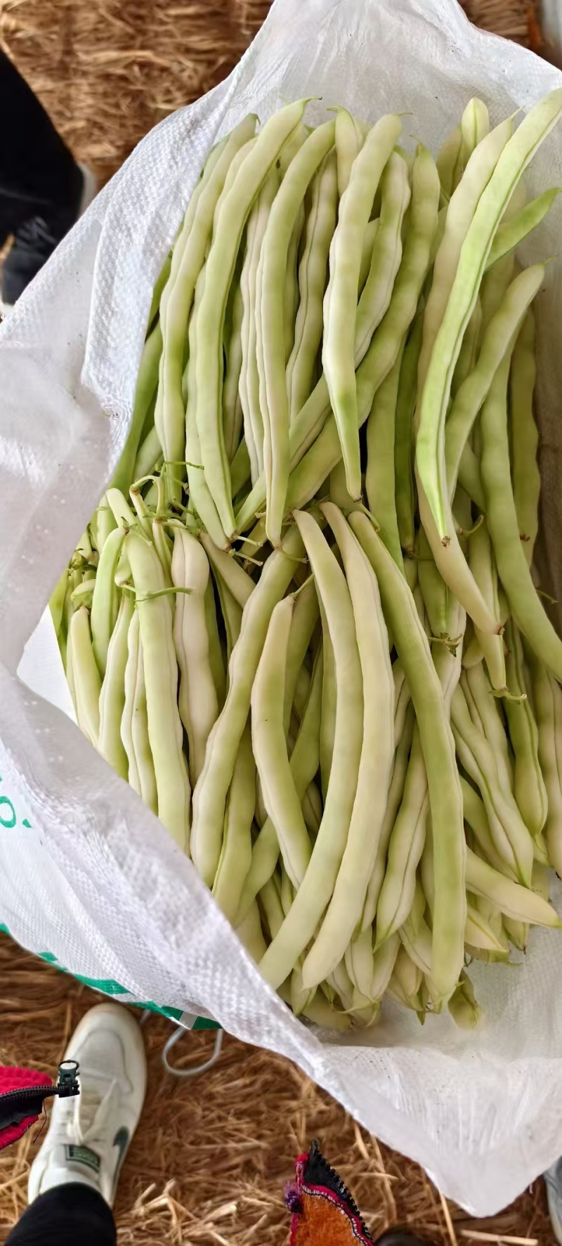 精品芸豆品质保证大量有货产地直发欢迎选购
