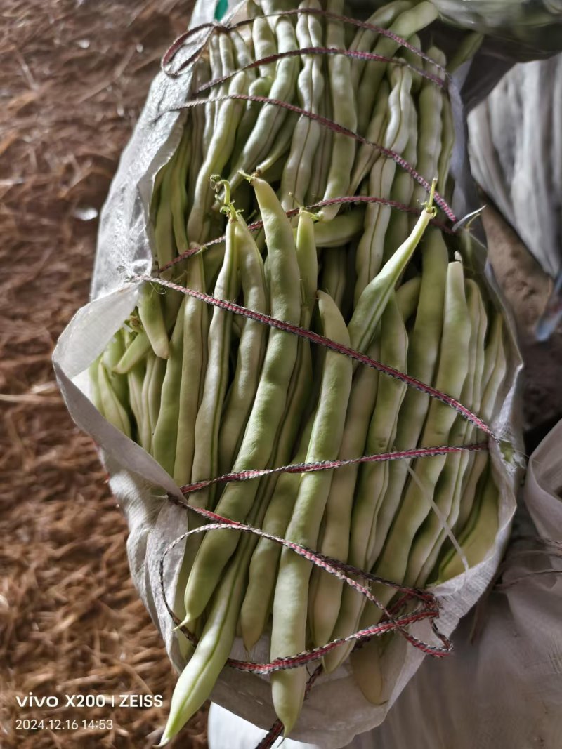 精品芸豆品质保证大量有货产地直发欢迎选购