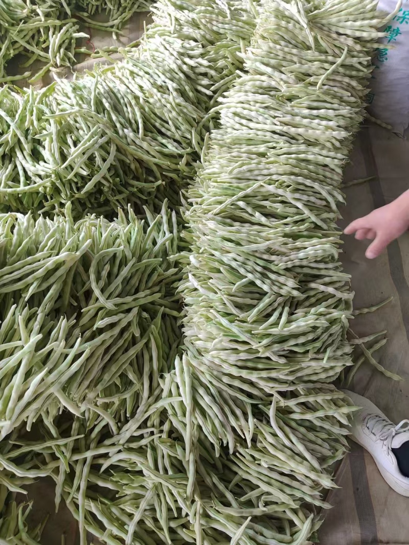 精品芸豆品质保证大量有货产地直发欢迎选购