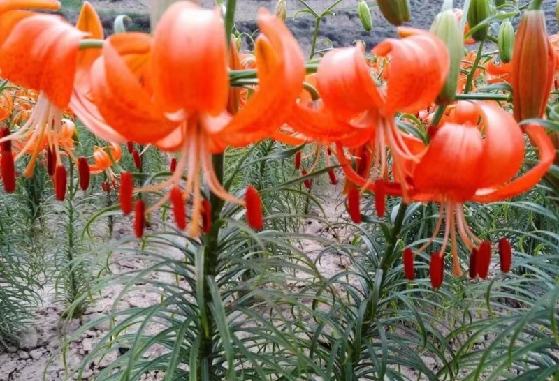 一代百合种球，基地培育，可食用，可做观赏花卉