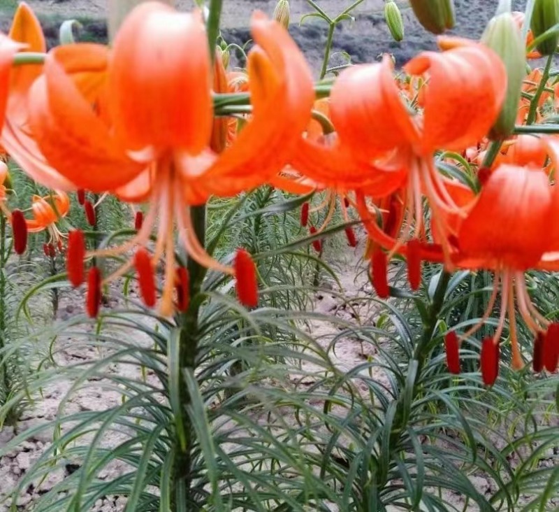 一代百合种球，基地培育，可食用，可做观赏花卉