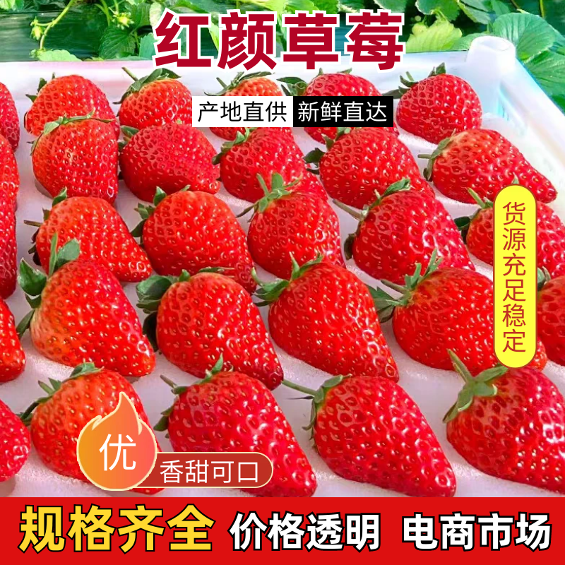 丹东红颜草莓九九草莓产地直发一手货源现摘现发