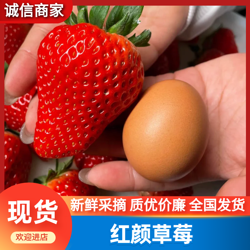 丹东红颜草莓九九草莓产地直发货源充足对接商标电商批发