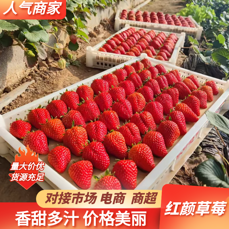 丹东草莓红颜草莓一手货源产地直发货源充足可视频看货