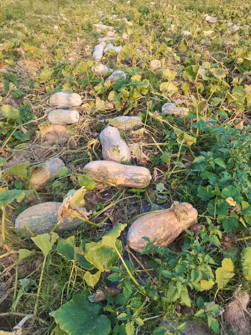 云南密本南瓜产地直发服务好代办费低对接全国市场