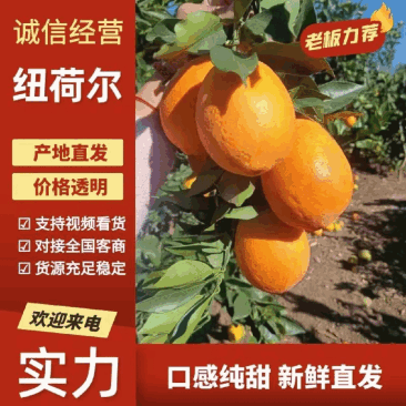 纽荷尔脐橙中华红橙/保质保量，坏烂果无理由先行赔付