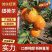 纽荷尔脐橙中华红橙/保质保量，坏烂果无理由先行赔付