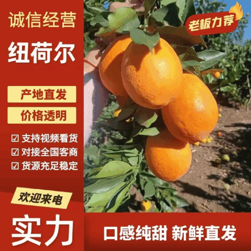 纽荷尔脐橙中华红橙/保质保量，坏烂果无理由先行赔付